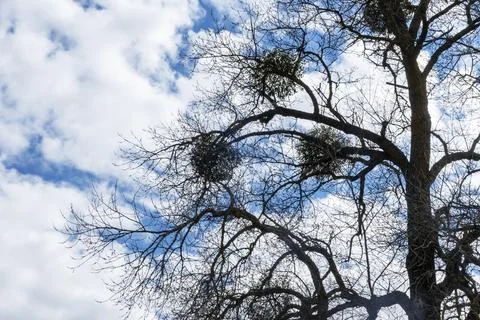 Tree infested with mistletoe parasites on a blue sky with white clouds backgr Foto stock