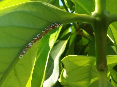 Tree infested with powdery mildew (white fungus) - leaf disease Stock Photos