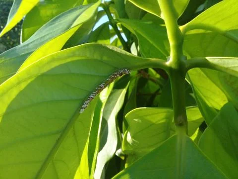 Tree infested with powdery mildew (white fungus) - leaf disease Stock Photos