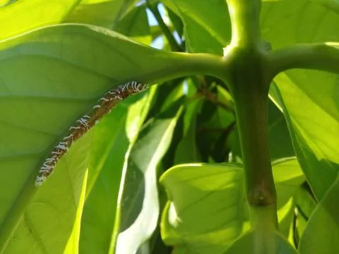 Tree infested with powdery mildew (white fungus) - leaf disease Stock Photos