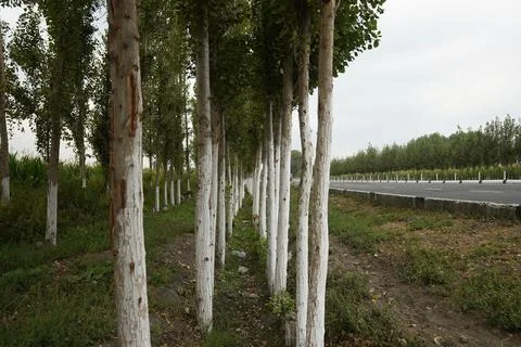 Tree, infinit, road, perspective 写真素材