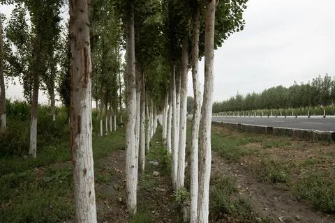 Tree, infinit, road, perspective 库存照片