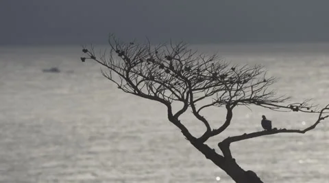 Tree infront of the sea Stock Footage 40637130