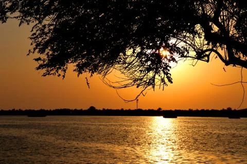 TREE INFRONT OF SUN Stock Photos
