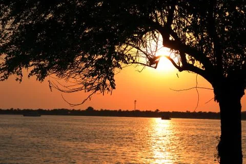 TREE INFRONT OF SUN Stock Photos