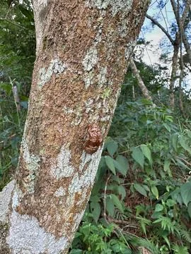 Tree with insect exoskeleton Stock Photos