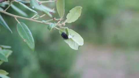 Tree insect Video stock 117363560