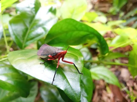 Tree insect on a leaf Stock Photos