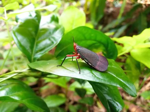 A tree Insect sitting on a green leaf Stock Photos