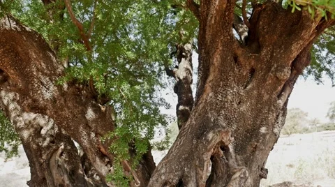 Tree Inside Gimbal FHD Stock Footage 69022769