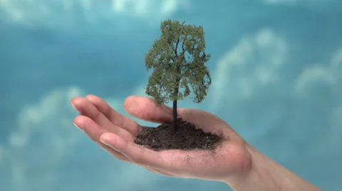 Tree inside of hand dolly down Stock Footage 22957150