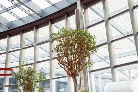 Tree inside indoor modern building. Winter Home garden. Glass roof and wall Stock Photos