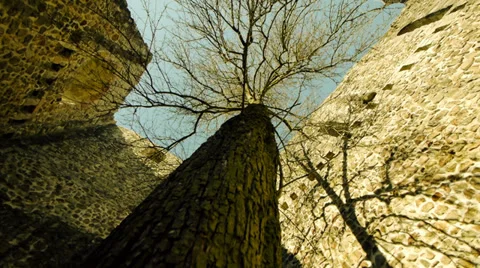 Tree inside old castle ruin. silhouette shadow. light and darkness. Stock-Footage 36176117