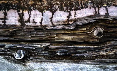 A tree with an interesting texture, an old tree. Stock Photos