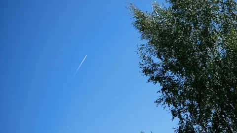 Tree. Inversion trail aircraft in the sky Stock Footage 112912564