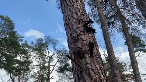 A tree in irpen, cut down by shells, bullets and explosions Stock Footage 237509706