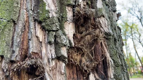 A tree in irpen, cut down by shells, bullets and explosions Stock Footage 243491591