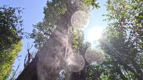 Tree Irrigating Other Plants with Micro Drip System in Sunny Forest Vidéo 339889358