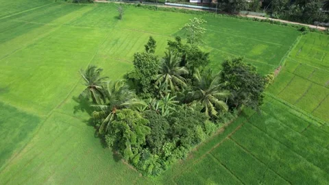 Tree island in paddy fields Stock Footage 229963786