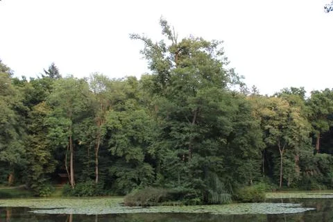 Tree island in a small lake Stock Photos