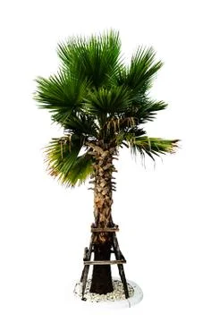 Tree isolate Stock Photos