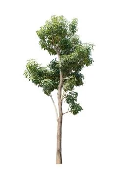 Tree isolate on white background Stock Photos