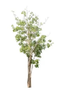Tree isolate on white background Stock Photos