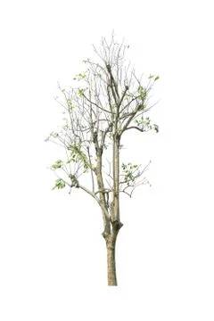 Tree isolate on white background Stock Photos