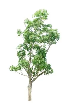 Tree isolate on white background Stock Photos