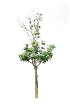 Tree isolate on white background Stock Photos