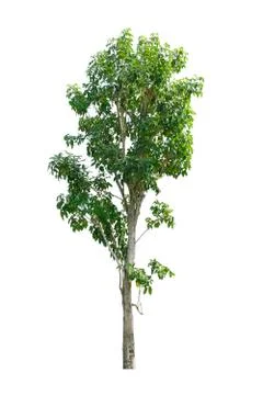 Tree isolate on white background Stock Photos