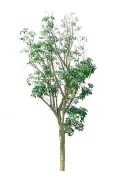 Tree isolate on white background Stock Photos