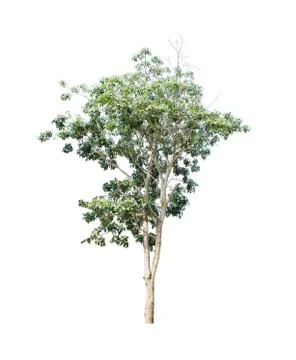 Tree isolate on white background Stock Photos