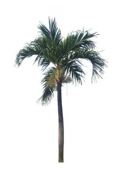 Tree isolate on white background Stock Photos