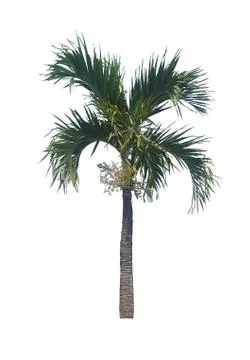 Tree isolate on white background Stock Photos