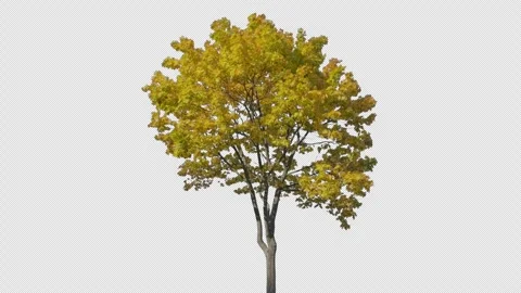 Tree isolated 3 Stock Footage 265170783