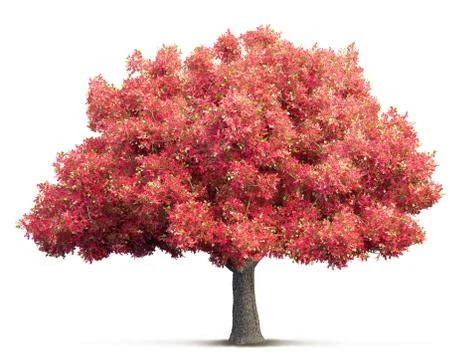 Tree isolated 3D illustration Foto stock