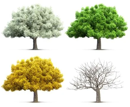 Tree isolated 3D illustration Foto stock