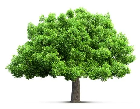 Tree isolated 3D illustration Stock Photos