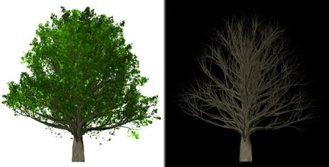 Tree Isolated abstract background, 3D Illustration Stock Illustration