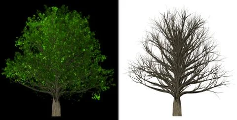 Tree Isolated abstract background, 3D Illustration Stock Illustration