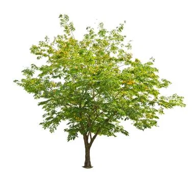 Tree isolated against a white background Stock Photos