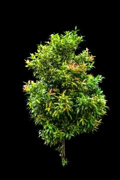 Tree Isolated on Black background, Stock Photos