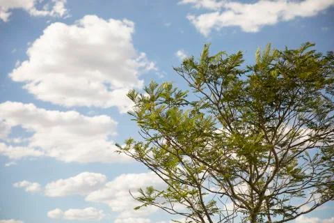 Tree isolated on a blue sky background with clouds Stock Photos