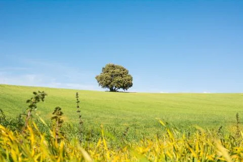 Tree isolated on a green field, under a clean blue sky Stock Photos