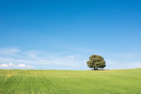 Tree isolated on a green field, under a clean blue sky Stock Photos