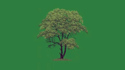 A tree isolated on green screen background Vídeos de archivo 336968770