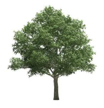 Tree isolated Illustrazione stock