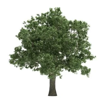 Tree isolated Stockillustratie