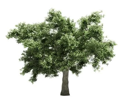 Tree isolated Stock Illustration
